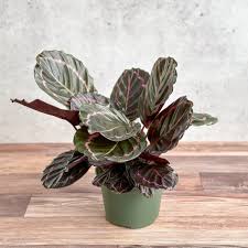 Calathea 'Dottie' - 6" Pot