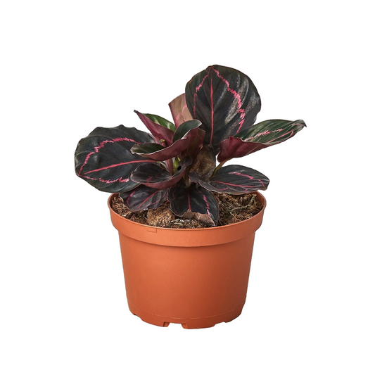 A Calathea “Dottie” pet-friendly indoor plant with burgundy leaves with a pink stripe in a brown pot.