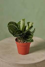 Calathea Green Goddess