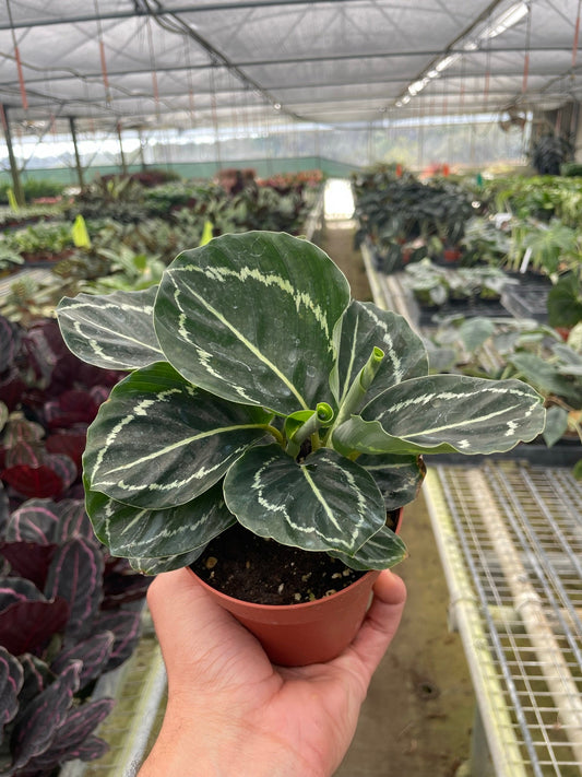 Hand holding a potted calathea ‘green goddess’ plant with variegated leaves in a greenhouse setting