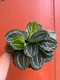 Calathea 'Green Goddess'
