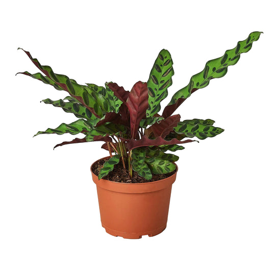 A potted calathea lancifolia rattlesnack plant  plant with long lived green leaves with black stripes in a brown pot.