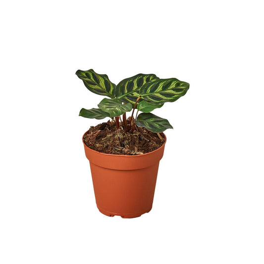 A small potted calathea makoyana peacock plant with patterned green and dark green leaves in a  brown pot.