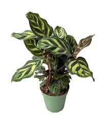 Calathea Makoyana — Peacock Plant