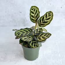 Calathea Makoyana — Peacock Plant