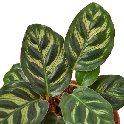 Calathea Makoyana — Peacock Plant