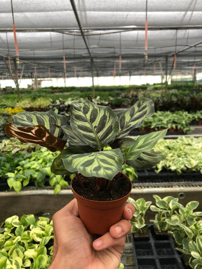 Calathea Makoyana — Peacock Plant