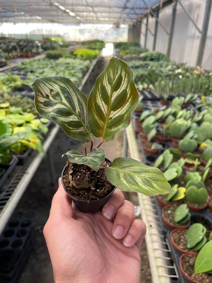 Calathea Makoyana — Peacock Plant