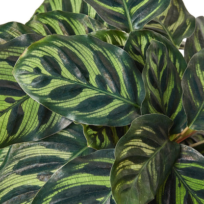 Calathea Makoyana — Peacock Plant