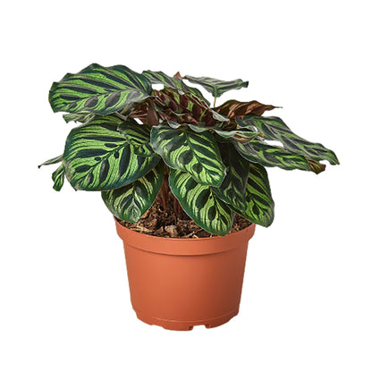 Calathea Makoyana — Peacock Plant