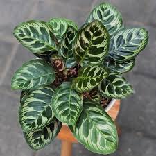 Calathea Makoyana — Peacock Plant