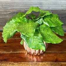 Calathea Musaica