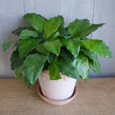 Calathea Musaica