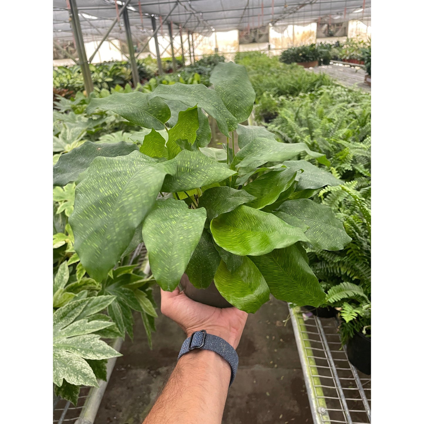 Calathea Musaica