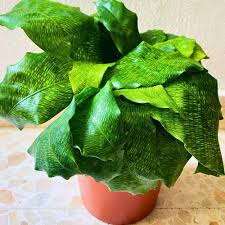 Calathea Musaica