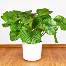 Calathea 'Orbifolia'