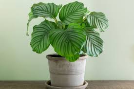 Calathea 'Orbifolia'