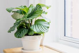 Calathea 'Orbifolia'
