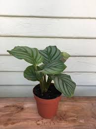 Calathea 'Orbifolia'