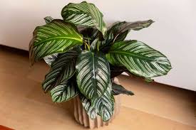 Calathea 'Ornata'