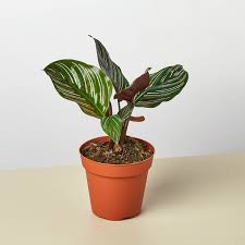 Calathea Ornata
