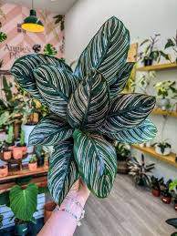 Calathea 'Ornata'