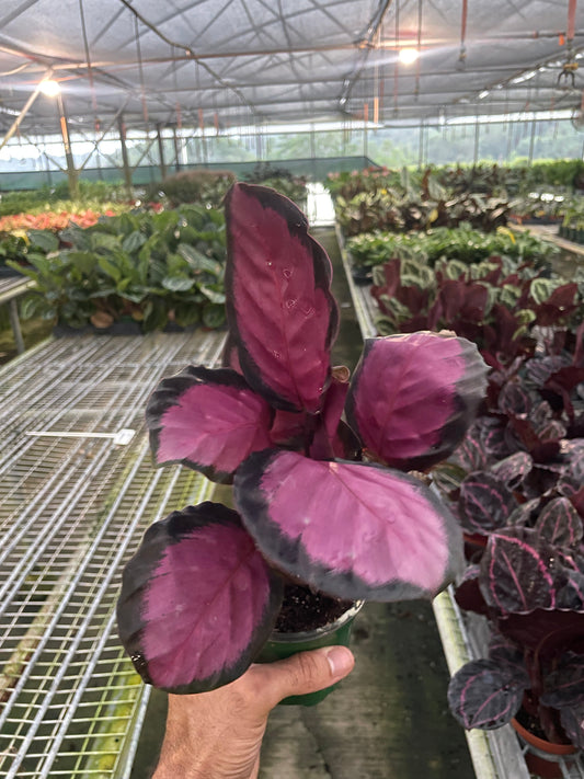Hand holding a potted plant with pink and purple leaves in a greenhouse setting.