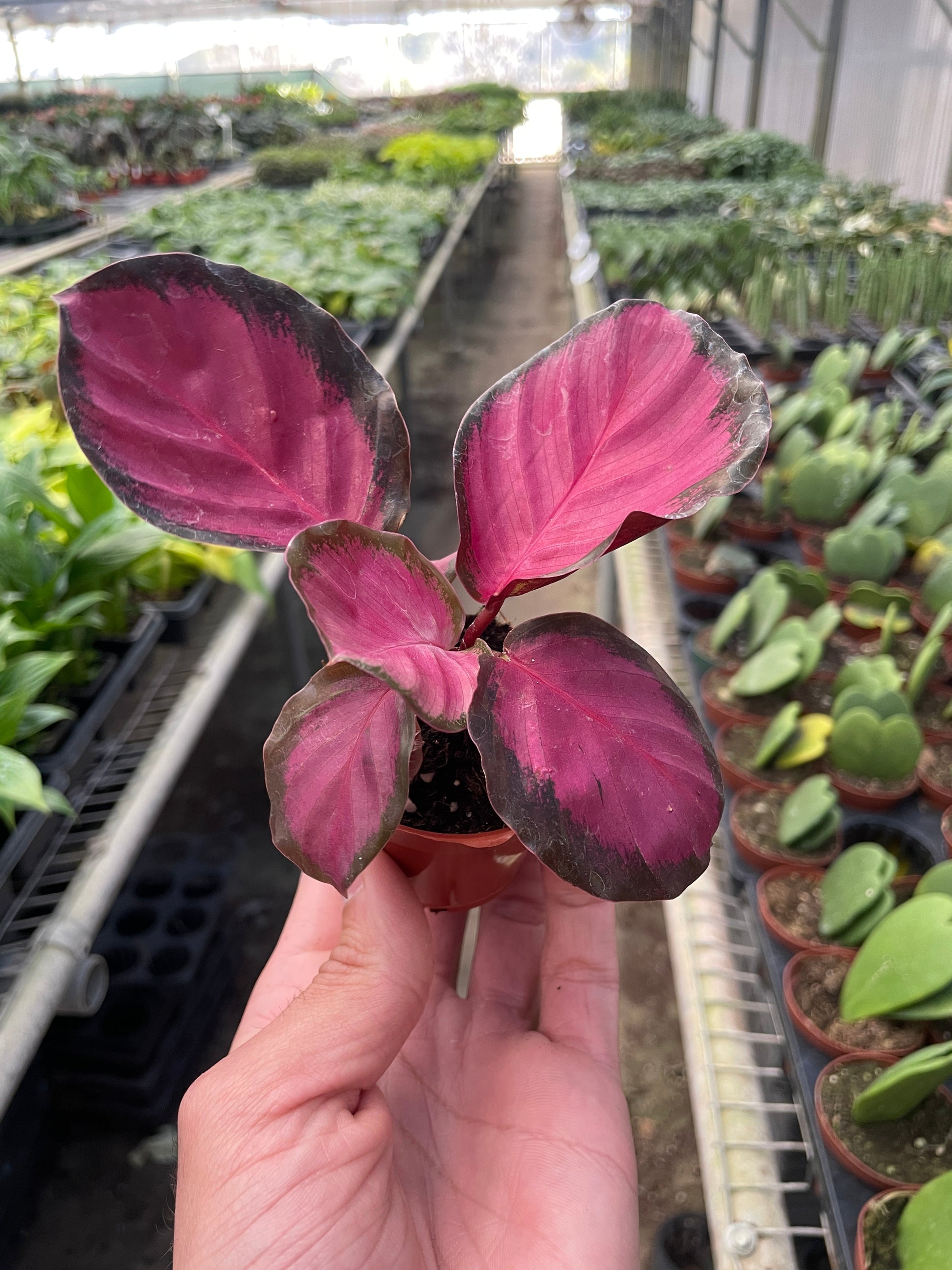 Hand holding a small purple leafed plant in a greenhouse setting