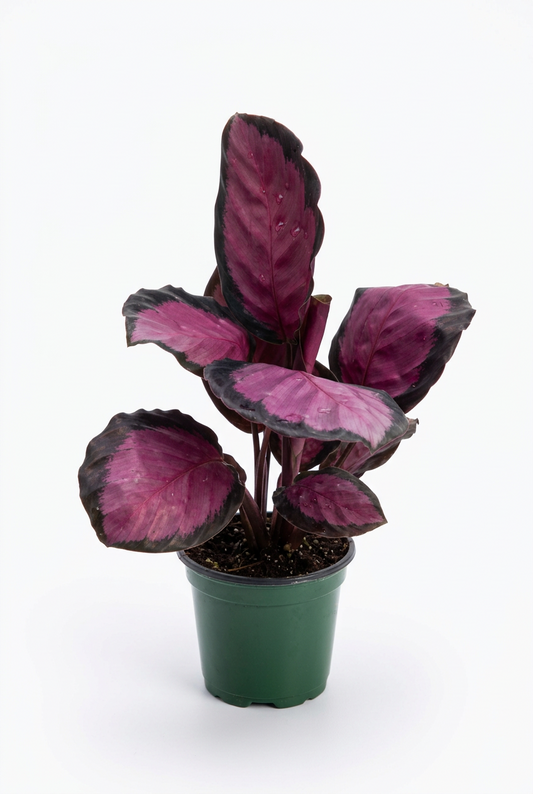 A potted calathea purpose rose prayer plant with purple leafs with black edges in a green pot on a white surface with a solid white background.