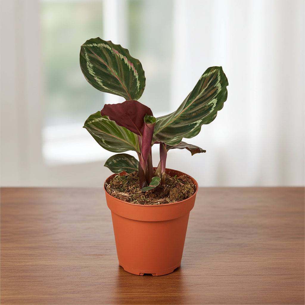 Potted plant with variegated leaves on a white background