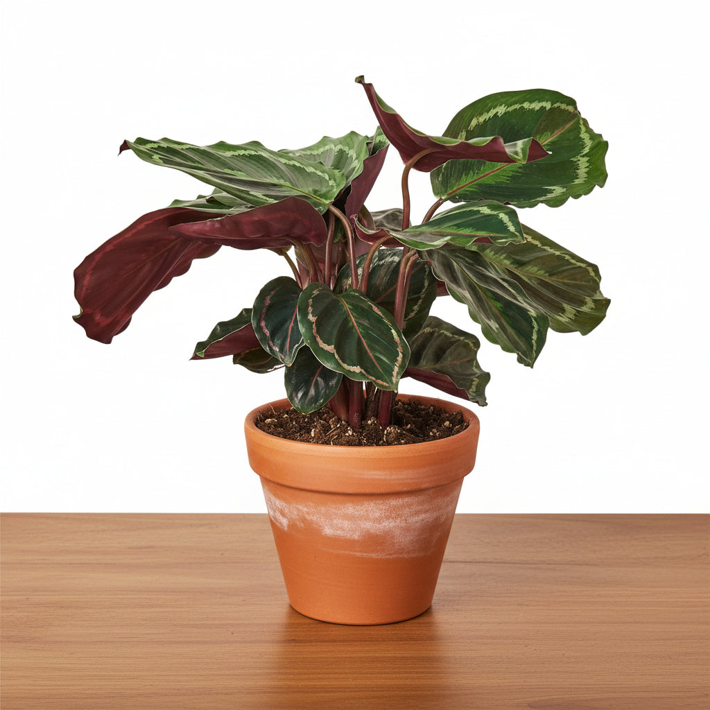 Potted plant with green and red leaves on a white background