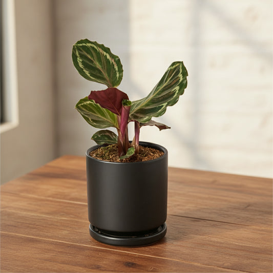 Potted plant with variegated leaves in a black pot on a white background