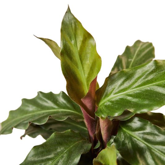 Calathea Rufibarba Furry Feather
