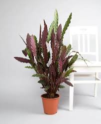 Calathea Rufibarba 'Furry Feather'