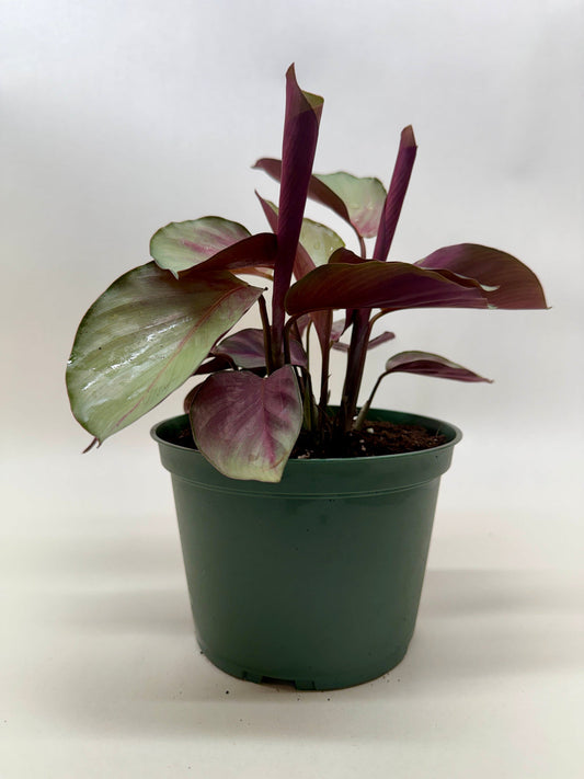 Potted Calathea ‘silver plate” with green silvery leaves with burgundy undersides in a green pot in a plain surface.