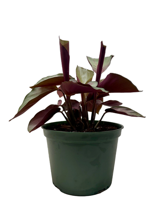 Potted Calathea ‘silver plate” with green silvery leaves with burgundy undersides in a green pot.