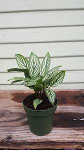 Calathea 'Vittata'