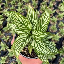 Calathea 'Vittata'