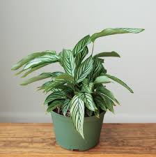 Calathea 'Vittata'