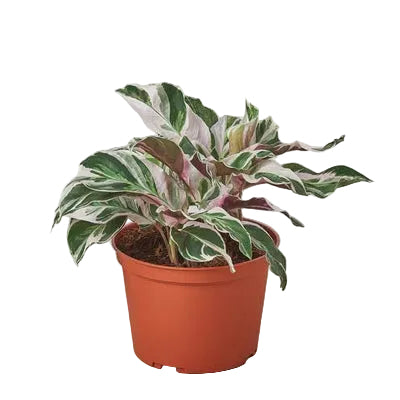 A potted calathea white fusion with green and white variegated leaves in a brown pot.