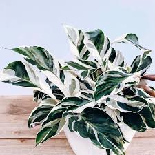 Calathea White Fusion Variegated Leaves