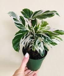 Calathea White Fusion Variegated Leaves