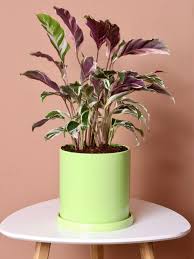 Calathea White Fusion Variegated Leaves