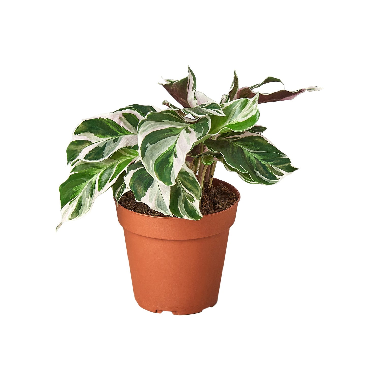 Calathea White Fusion Variegated Leaves