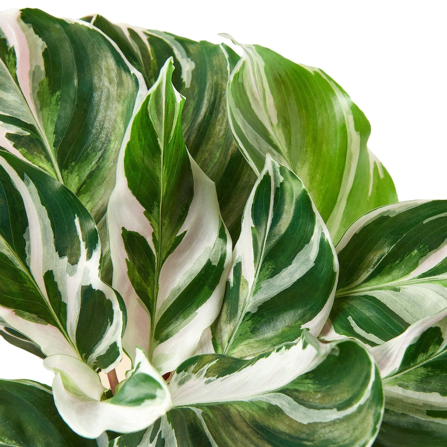 Calathea White Fusion Variegated Leaves