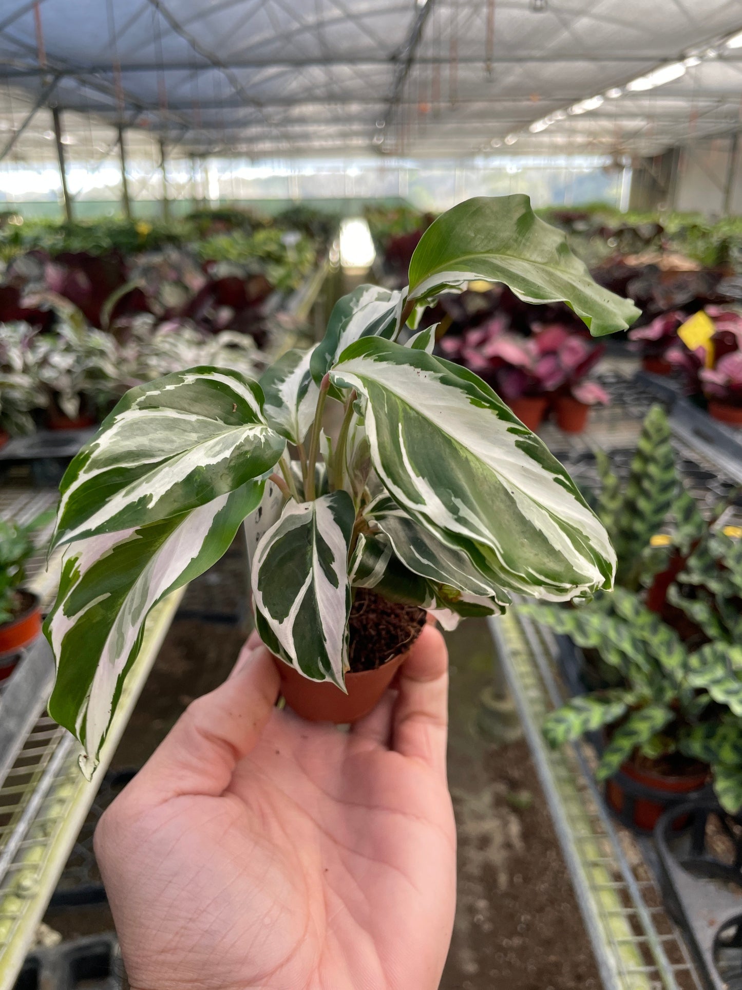 Calathea White Fusion Variegated Leaves