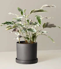 Calathea White Fusion Variegated Leaves