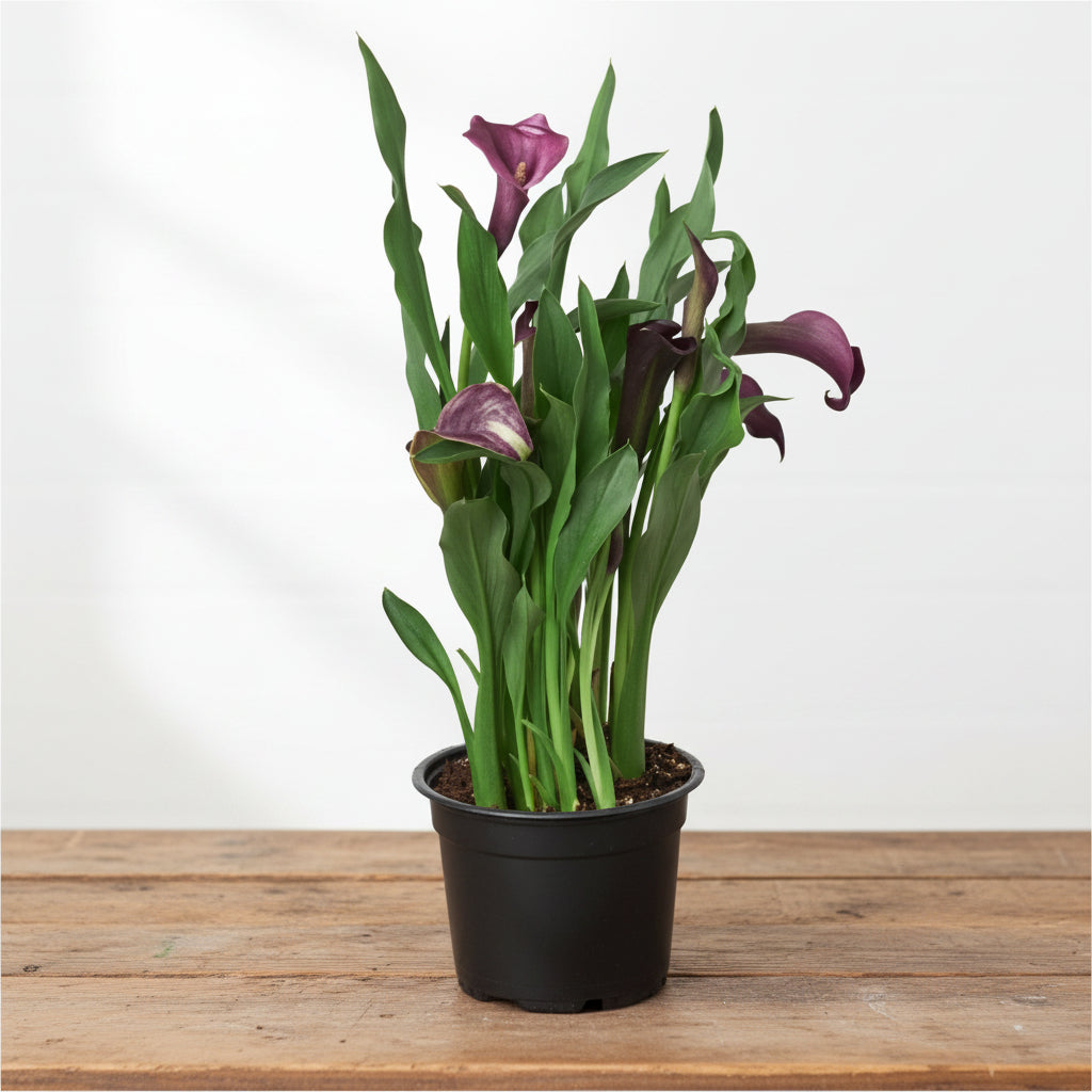 Potted plant with purple flowers and green leaves on a white background on brown table