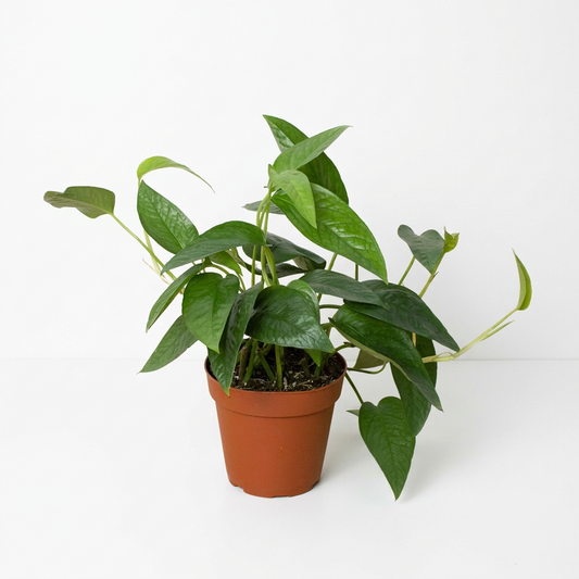 A lush ‘Cebu Blue’ pothos plant with dark green, silvery leaves trailing down a 4” brown pot against a solid white background.