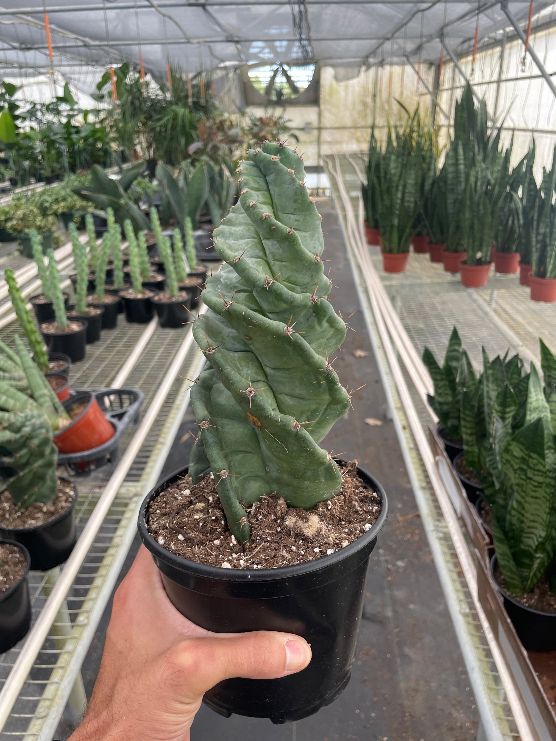 Person holding a potted cactus in a greenhouse with rows of plants.